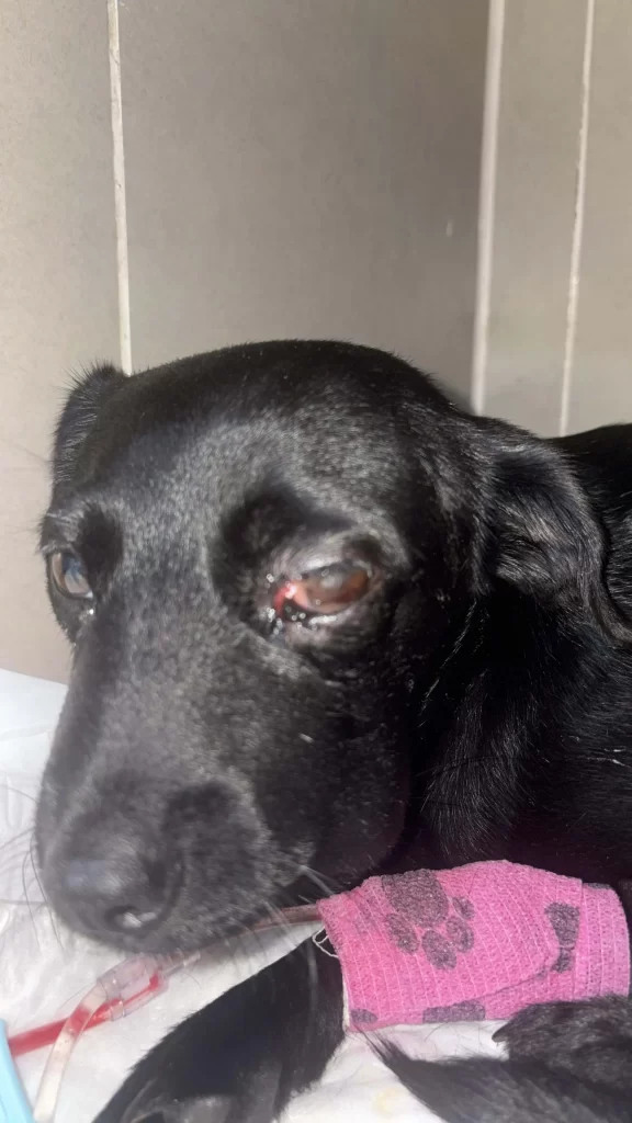 Identificando os Sinais de Alerta: O Que Procurar Após uma Suspeita de Picada - inspiração 2