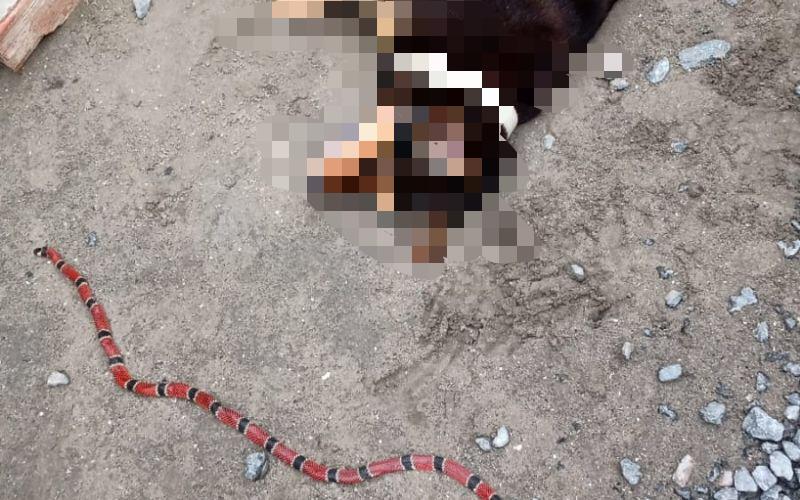 Prevenção é a Chave: Dicas para Evitar o Contato do Seu Cão com Cobras - inspiração 2