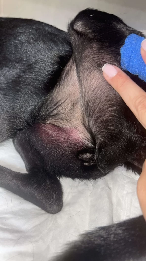 Primeiros Socorros Caseiros: O Que Você Pode Fazer Antes de Chegar ao Veterinário - inspiração 1