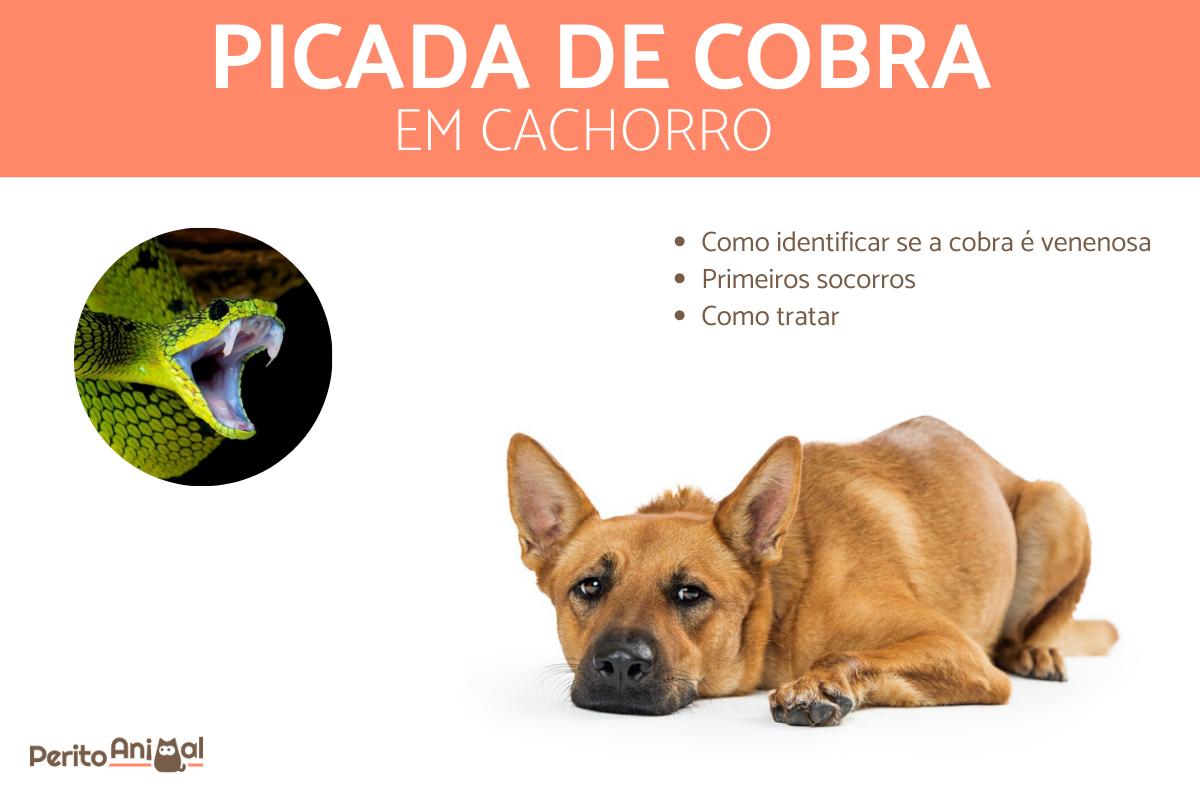 Primeiros Socorros Caseiros: O Que Você Pode Fazer Antes de Chegar ao Veterinário - inspiração 2