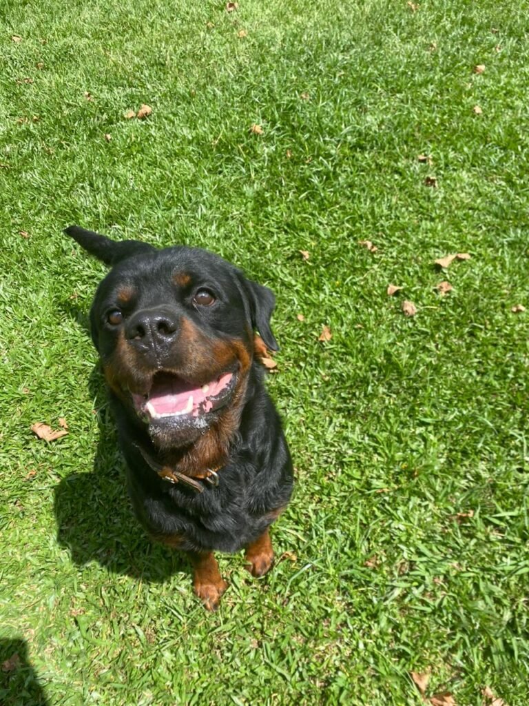 O Que NÃO Fazer: Erros Comuns que Podem Piorar a Situação do Seu Pet - inspiração 1