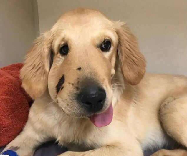 O Que NÃO Fazer: Erros Comuns que Podem Piorar a Situação do Seu Pet - inspiração 2