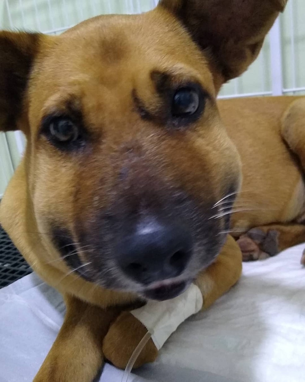 Transporte Seguro: Como Levar Seu Cão ao Veterinário Sem Agravá-lo - inspiração 2