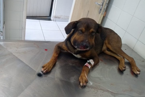 O Papel Fundamental do Veterinário: Diagnóstico e Tratamento Adequado - inspiração 2