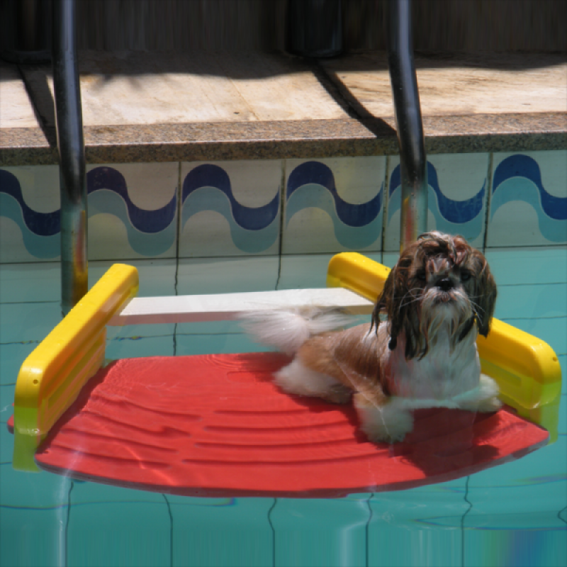 Supervisão Essencial: Cuidando do Seu Cão Enquanto Ele Nada - inspiração 2