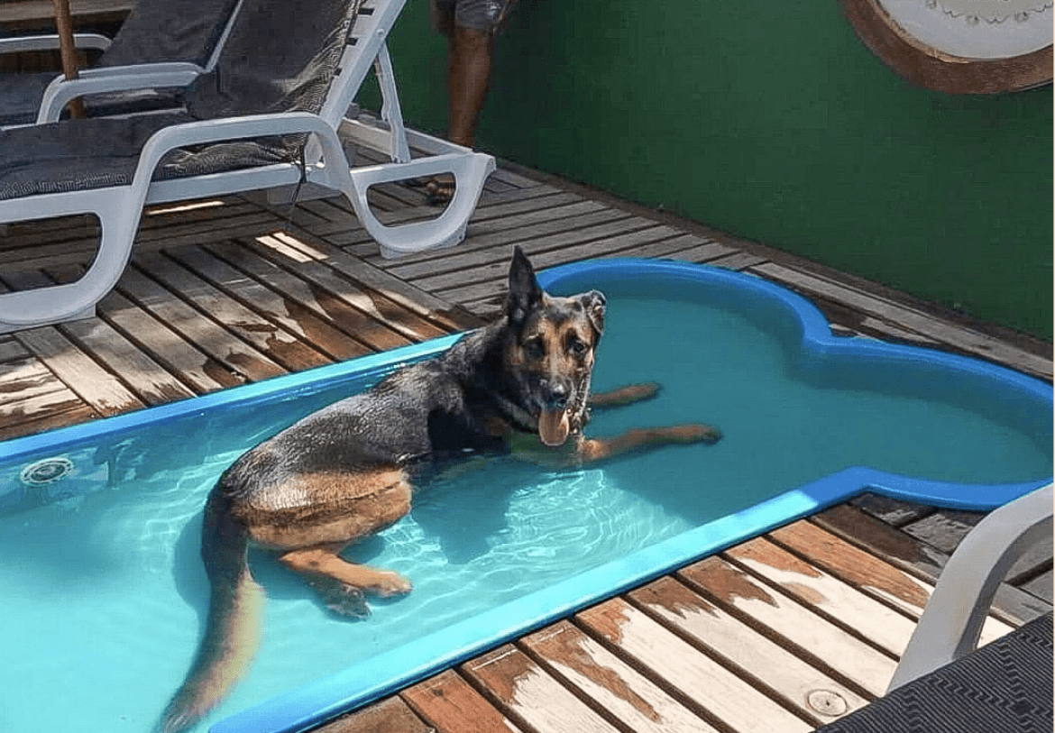 Ensinando Seu Cão a Usar: Paciência e Reforço Positivo - inspiração 1