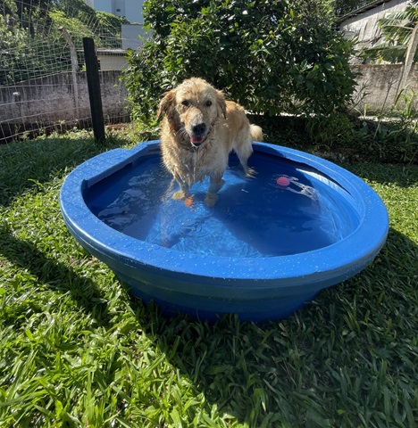 Ensinando Seu Cão a Usar: Paciência e Reforço Positivo - inspiração 2