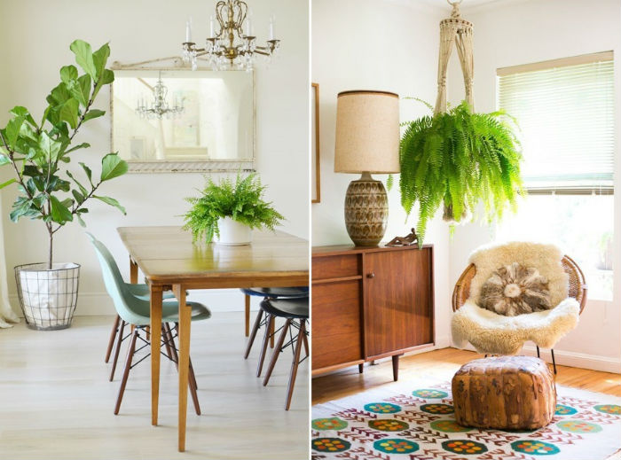 Jiboia: O Charme que Pende e Purifica - inspiração 2