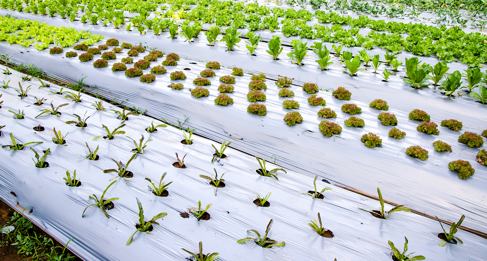 Cobertura do Solo: O Mulching que Protege e Nutre - inspiração 2