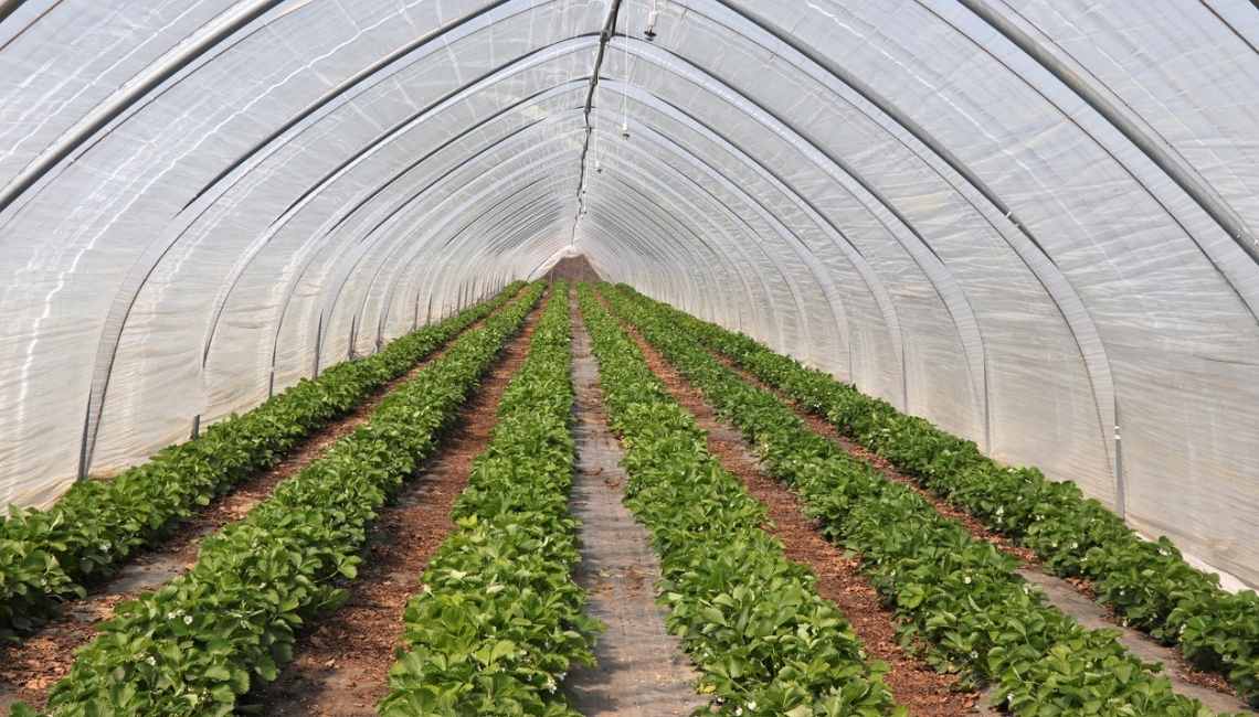 Estufas e Túneis: Clima Controlado para Colheitas Robustas - inspiração 2