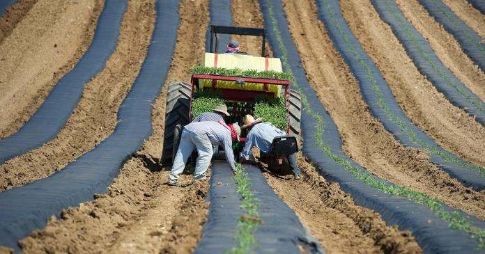 Embalagens: Da Colheita à Sua Casa, Proteção Essencial - inspiração 2