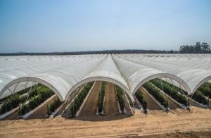 Tecnologia e Inovação: Geotêxteis e Telas com Fios Plásticos - inspiração 2