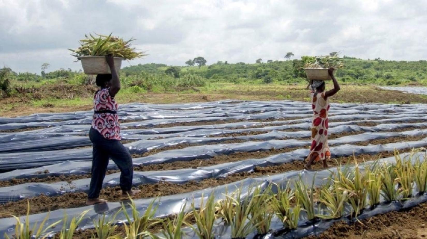 Sustentabilidade em Ação: Reciclagem e Novos Materiais - inspiração 1