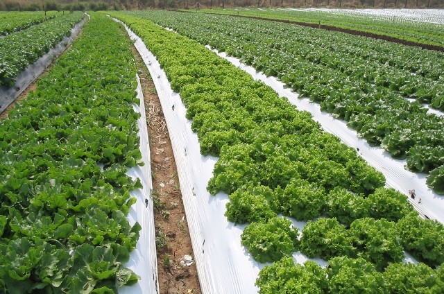 O Impacto na Produção: Qualidade e Quantidade das Colheitas - inspiração 2