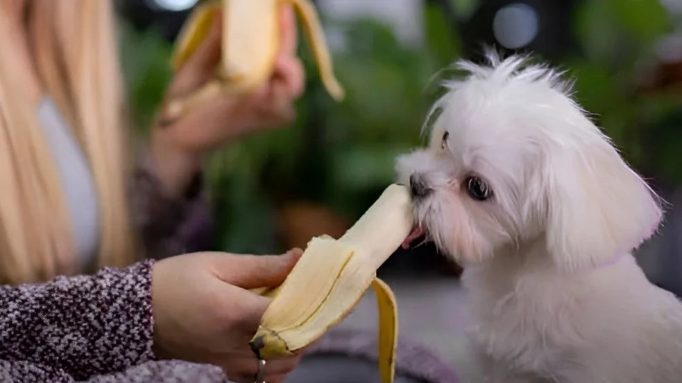 A Banana na Dieta do Seu Cão: Benefícios e Cuidados - inspiração 1