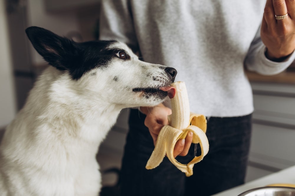 Por Que a Banana é uma Boa Opção? Nutrientes Essenciais - inspiração 2