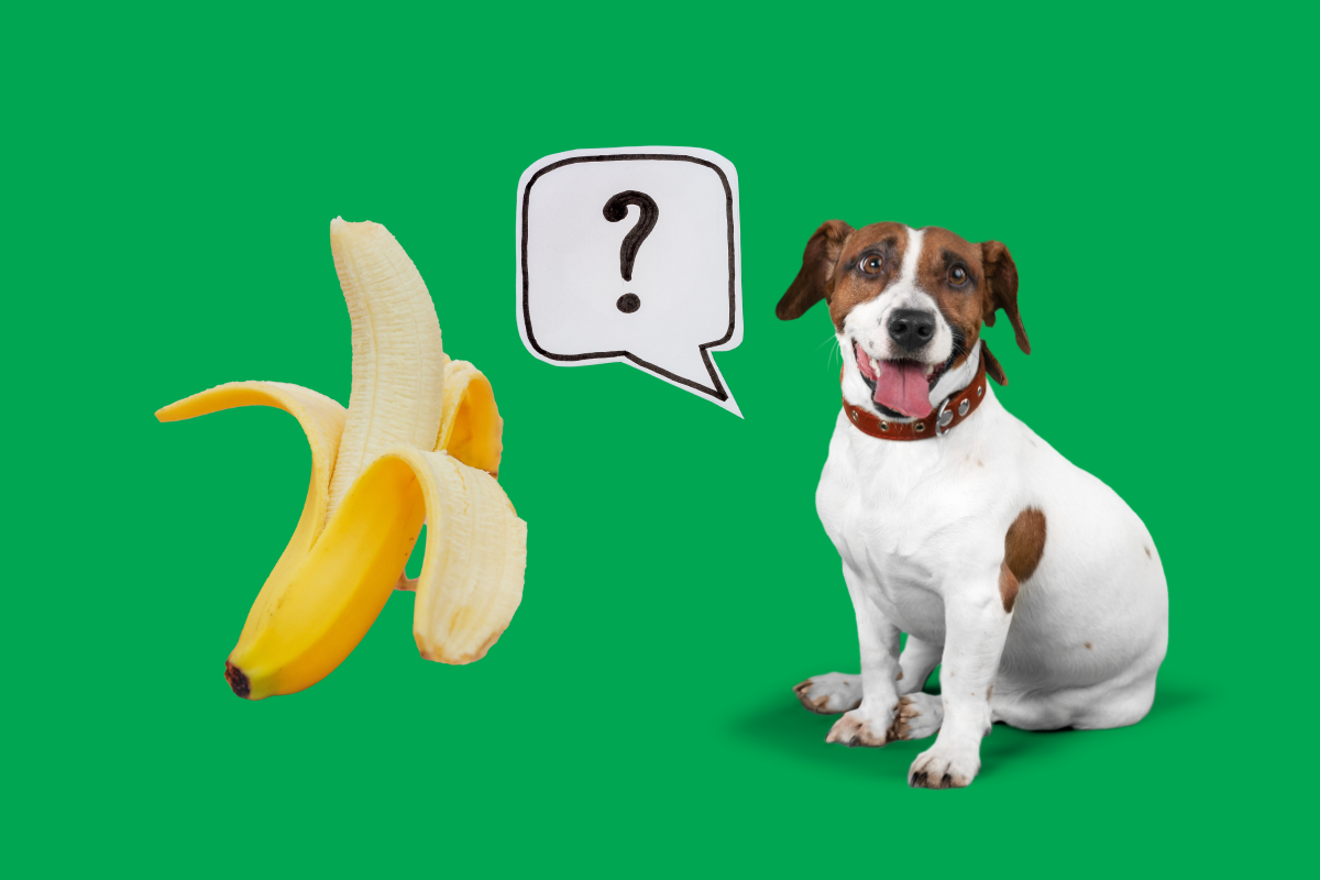 Como Oferecer Banana ao Seu Cachorro: Quantidade e Frequência Ideais - inspiração 2
