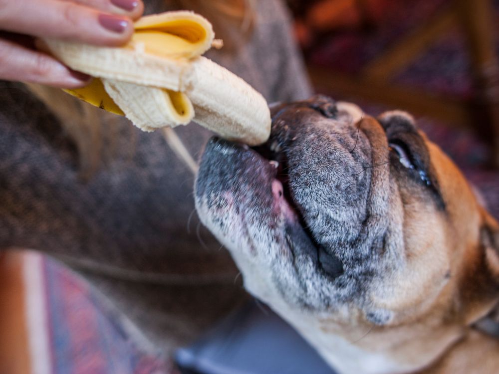 Dicas de Petiscos Saudáveis com Banana para Cães - inspiração 1