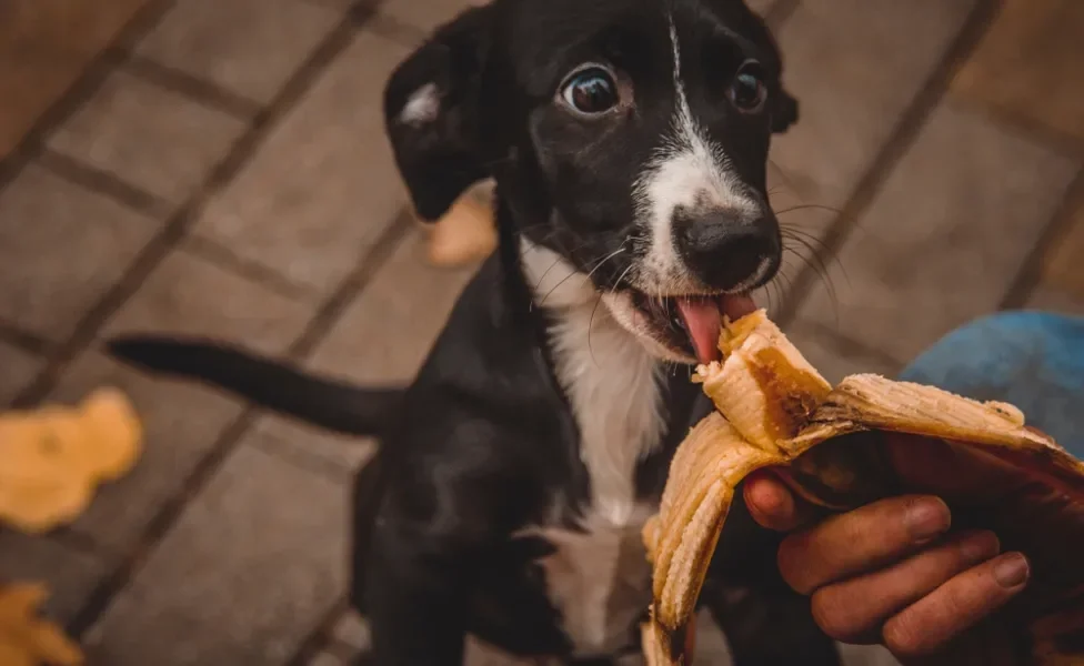 O Que Dizem os Veterinários sobre Frutas na Alimentação Canina - inspiração 2