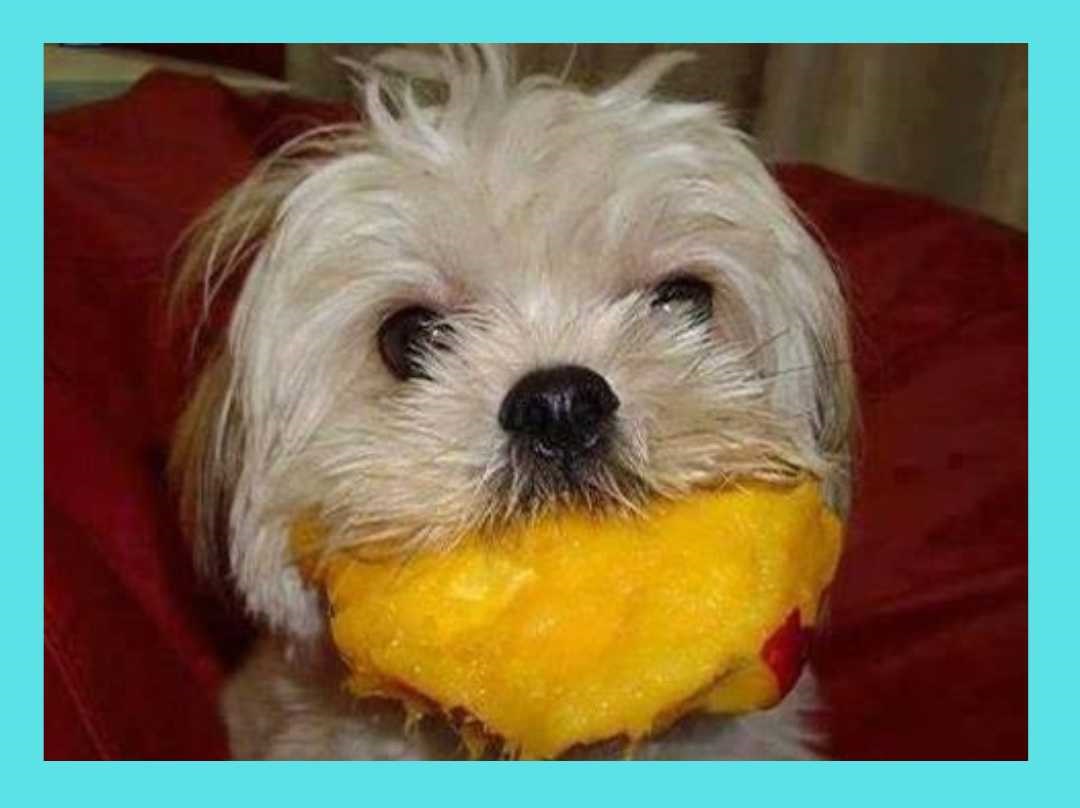 Quando a Manga NÃO é Indicada para o Cachorro - inspiração 1