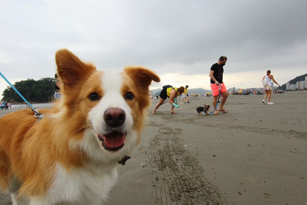 A Importância da Escolha da Praia Certa para a Segurança e Conforto do Seu Pet - inspiração 2