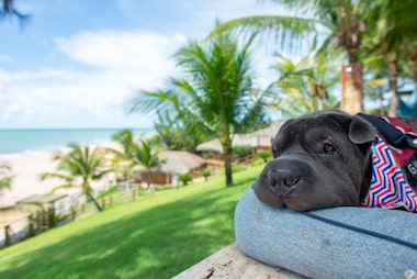 Equipamentos Indispensáveis: Protetor Solar Pet, Água e Petiscos Refrescantes - inspiração 2