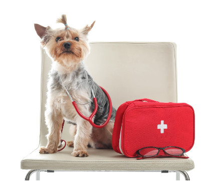 Quando Ligar para o Veterinário Imediatamente - inspiração 1