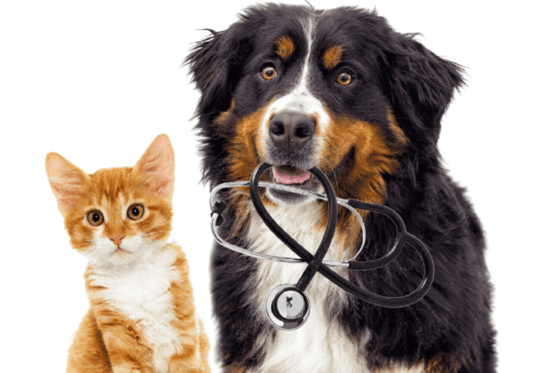 Quando Ligar para o Veterinário Imediatamente - inspiração 2