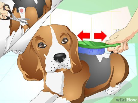 Acompanhamento Pós-Tratamento: Garantindo a Recuperação Completa do Seu Pet - inspiração 1