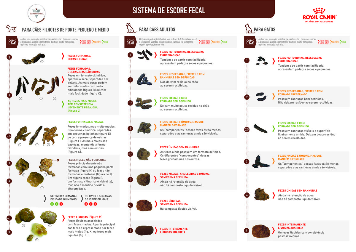 Acompanhamento Pós-Tratamento: Garantindo a Recuperação Completa do Seu Pet - inspiração 2