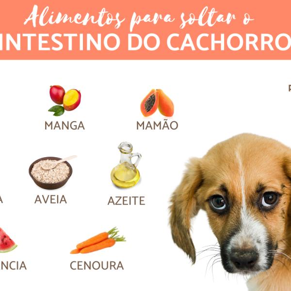 Causas Comuns: O Que Pode Estar Levando Seu Cachorro a Não Ir ao Banheiro - inspiração 2