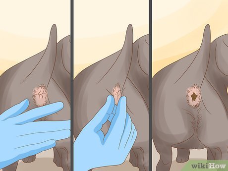 Exercícios: Movimente Seu Cão Para Estimular o Sistema Digestivo - inspiração 1