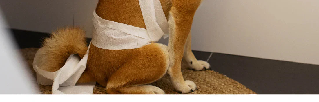 Exercícios: Movimente Seu Cão Para Estimular o Sistema Digestivo - inspiração 2