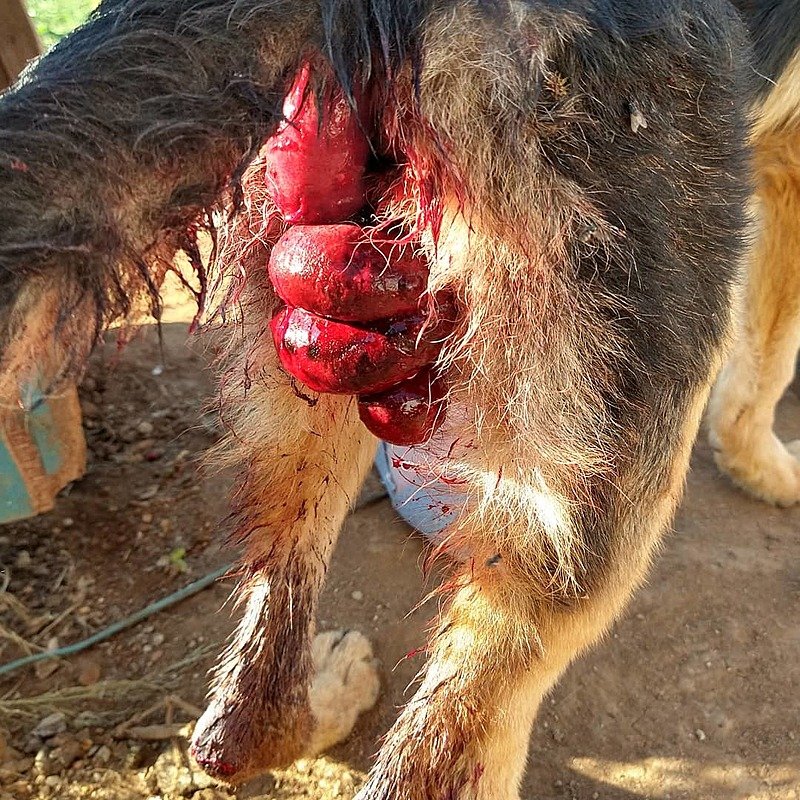 Quando Procurar o Veterinário: Sinais de Alerta Que Não Podem Ser Ignorados - inspiração 1