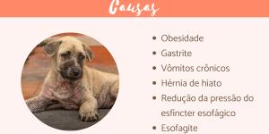 O Que Evitar: Mitos e Erros Comuns no Manejo da Prisão de Ventre Canina - inspiração 1