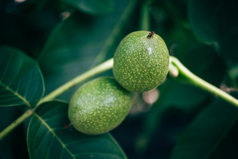 Qual o prazo para solicitar o seguro PROAGRO? - inspiração 1