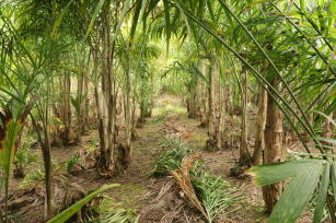 A Pupunha: Seu Passaporte para a Renda Perene no Campo