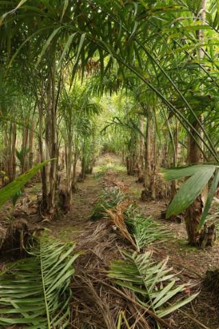 Da Muda à Riqueza: O Ciclo de Produção e Manejo da Pupunha