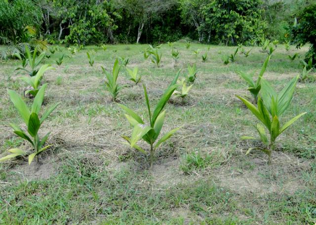 Seus Primeiros Passos: Apoio Técnico e Evitando Armadilhas