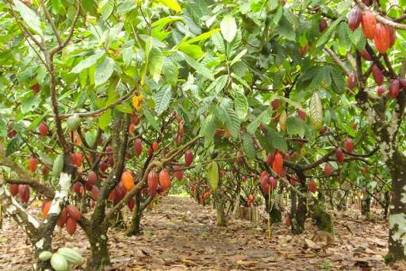 O Clima Ideal para o Plantio do Cacauzeiro - inspiração 2