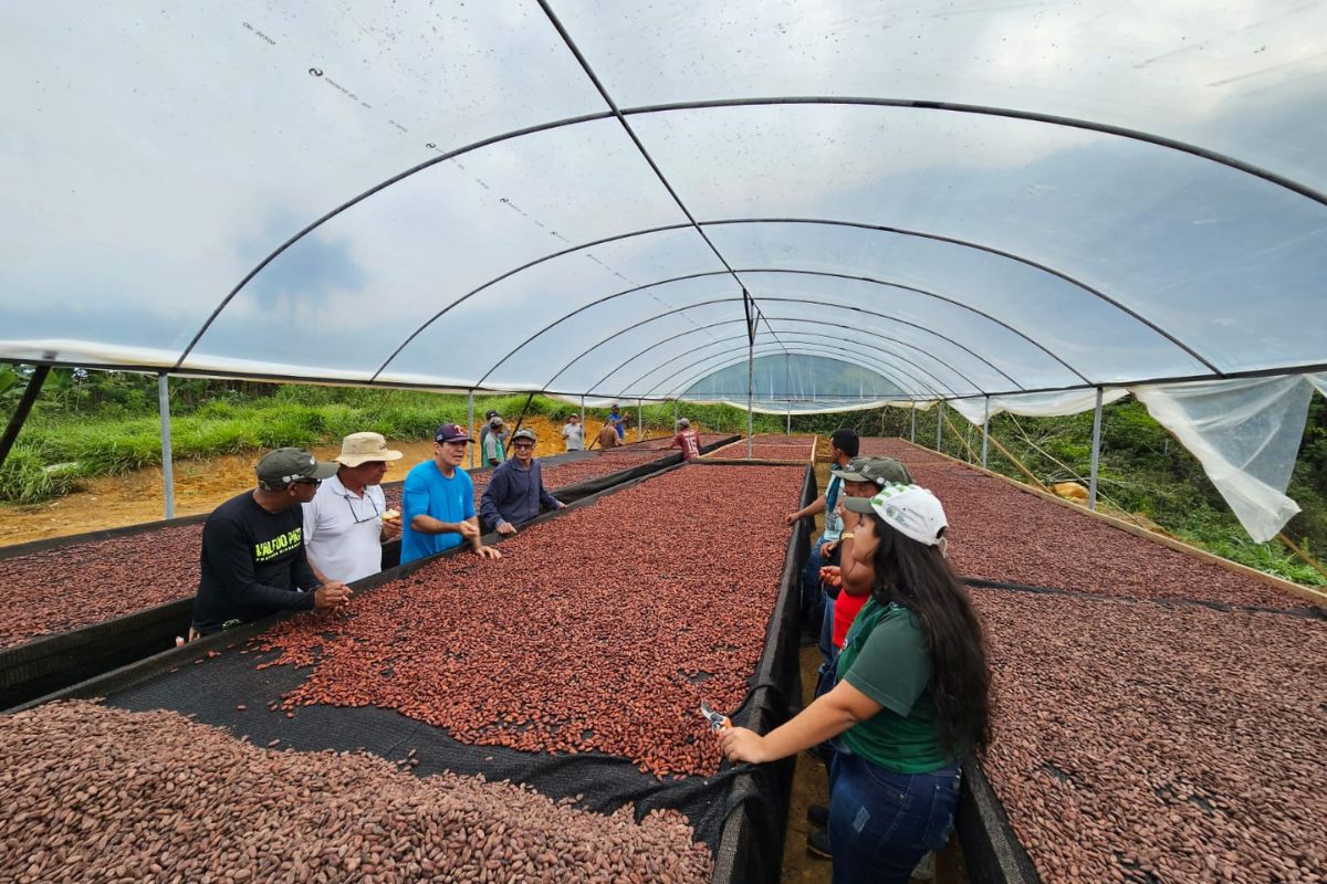 Processamento Pós-Colheita: Do Grão à Massa de Cacau - inspiração 1