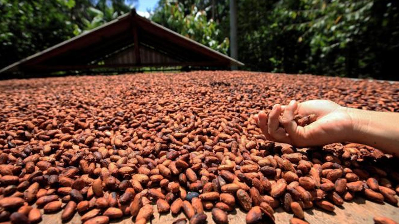 Escolhendo a Variedade Certa: Criollo, Forastero e Trinitario - inspiração 2