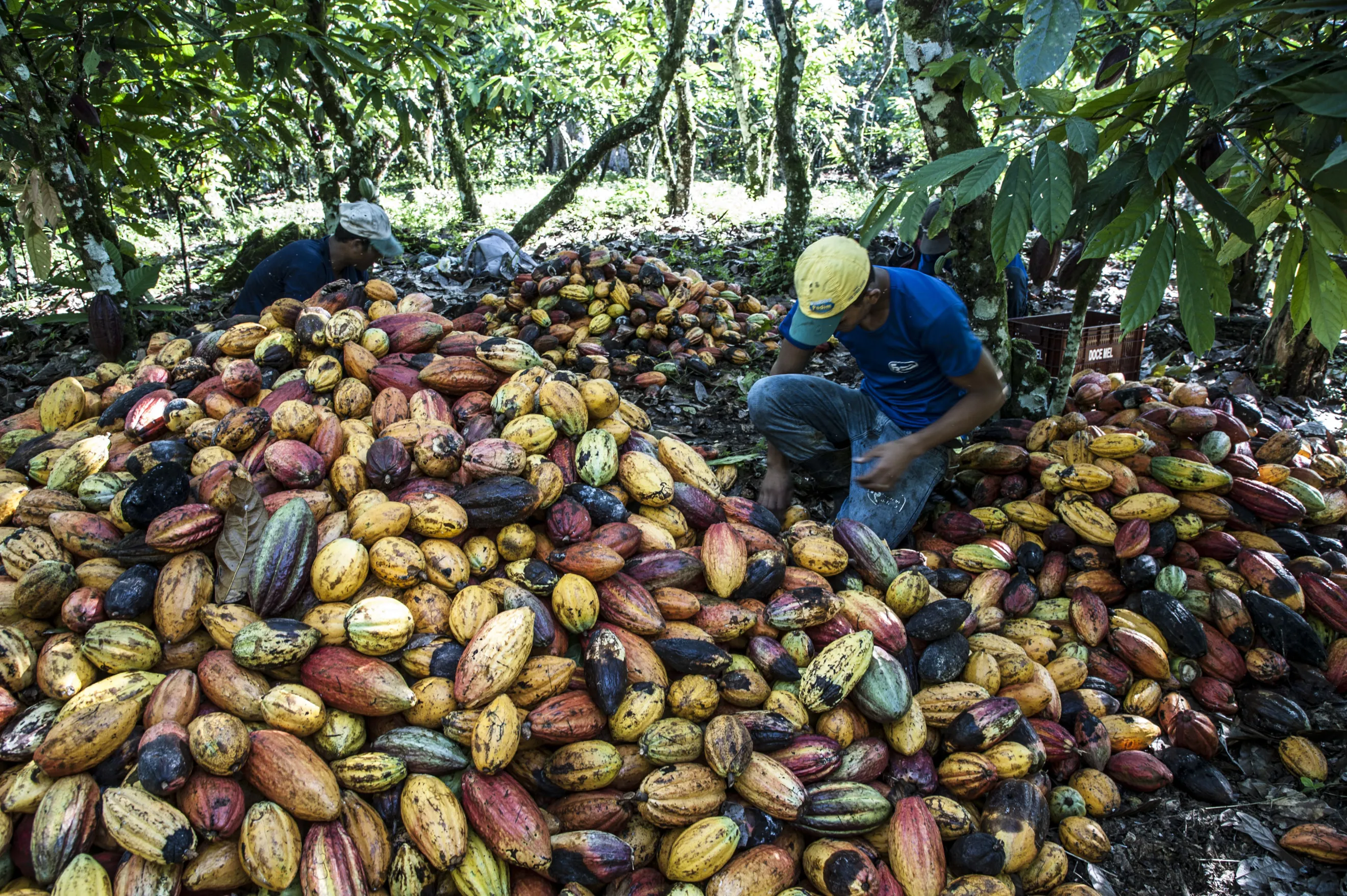 Plantio e Cuidados Essenciais com as Mudas - inspiração 1