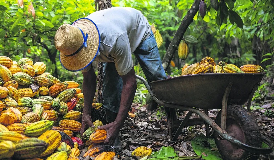 O Manejo da Sombra: Protegendo o Cacauzeiro - inspiração 2