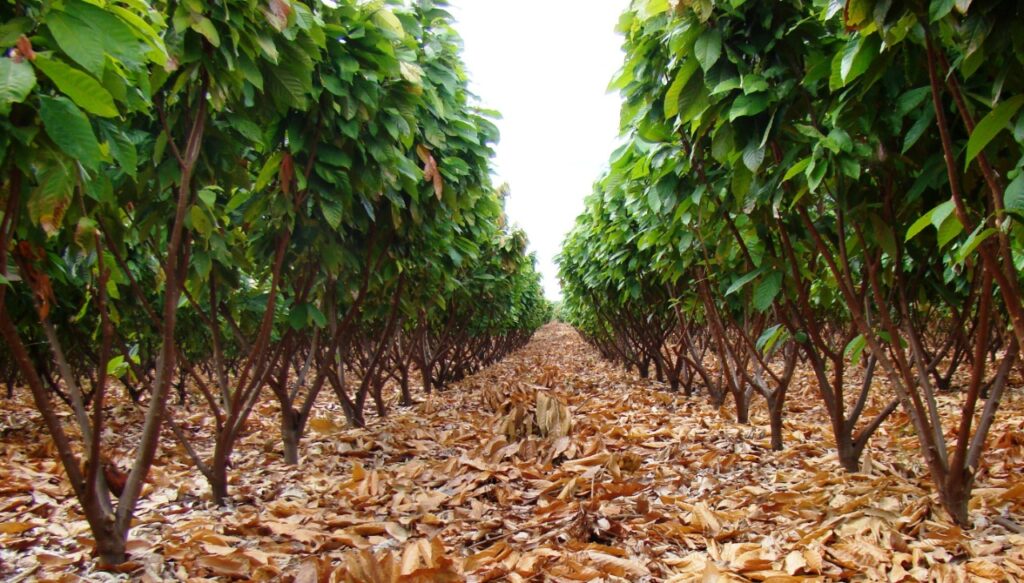 Colheita das Amêndoas: O Ponto Certo de Maturação - inspiração 2