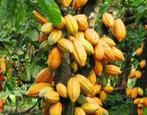 O Processo de Fermentação: Transformando o Sabor - inspiração 1