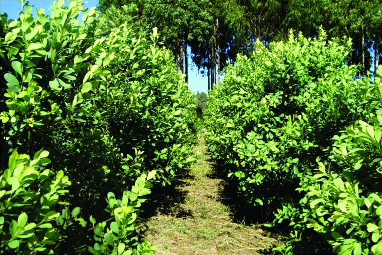 A Escolha Certa: Tipos de Erva Mate para Cada Paladar - inspiração 1