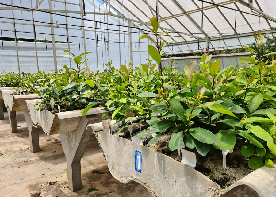 A Primeira Cura da Cuia: Um Ritual Importante - inspiração 2