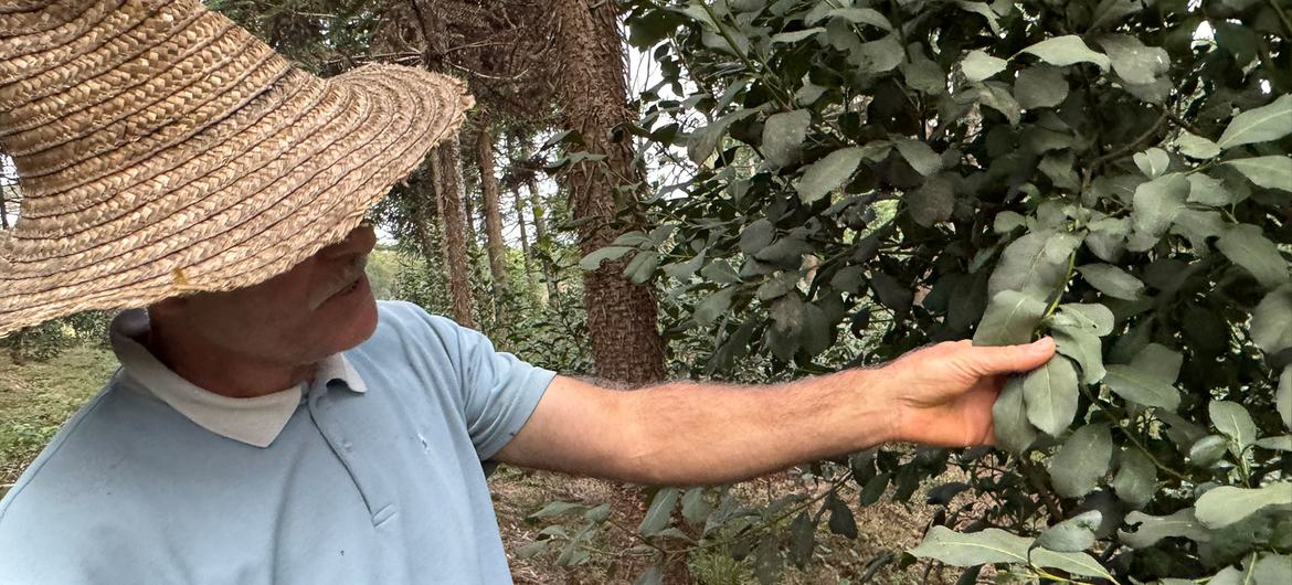 Montando a Erva Mate: Técnicas para um Sabor Duradouro - inspiração 2