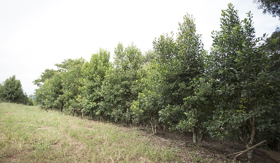 A Arte de Servir: Servindo a Mate em Roda - inspiração 1